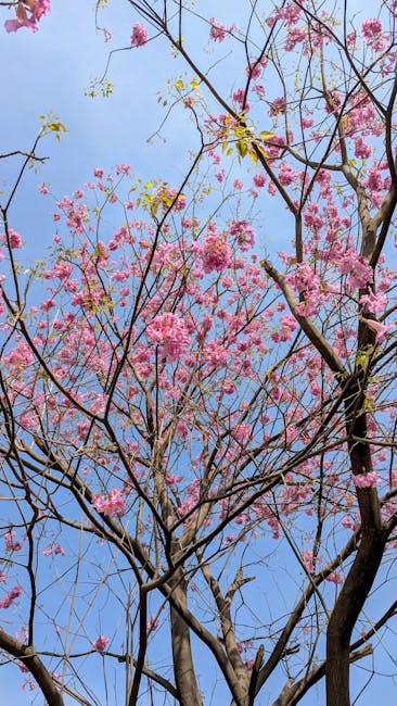 A view of a flowering tree with delicate pink blossoms against a clear blue sky, showing thin, dark branches intertwined among clusters of soft pink petals and a few small yellow leaves starting to em