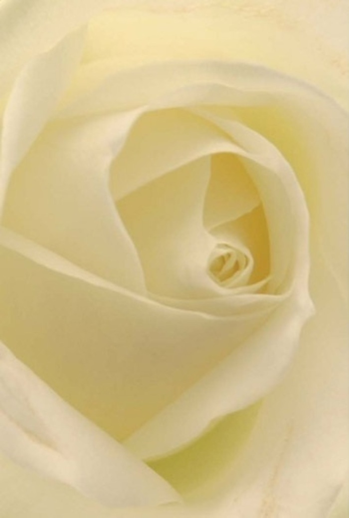 Examining this pristine white rose from Yeading up close, the interplay of soft layering and luminance becomes utterly captivating. Each petal seamlessly blends shades of ivory and gentle cream, illuminated as though touched by the late-afternoon light streaming through Yeading's leafy avenues. The bloom's composition is a study in tranquility and refined elegance-spirals forming a perfect core, petals curling with a painter's precision. The subtle range of cream to white mimics the calming ambiance familiar to those who stroll past the local Yeading Community Centre or seek comfort in nearby open spaces. This rose stands out as a meaningful gesture: ideal for heartfelt apologies, romantic overtures, or gracing a wedding table with understated luxury. There's an unspoken freshness here-a hint of crisp, floral fragrance mingling with the sense of new beginnings. The nearly see-through nature of the outermost petals lends a sense of vulnerability, yet they're arranged with such skill that resilience and harmony come to the fore. Every tiny shadow, each gentle highlight, showcases the craftsmanship and thoughtfulness of local floral designers, elevating the bloom into a symbol of both serenity and emotional strength, ready to accompany special moments across Yeading.